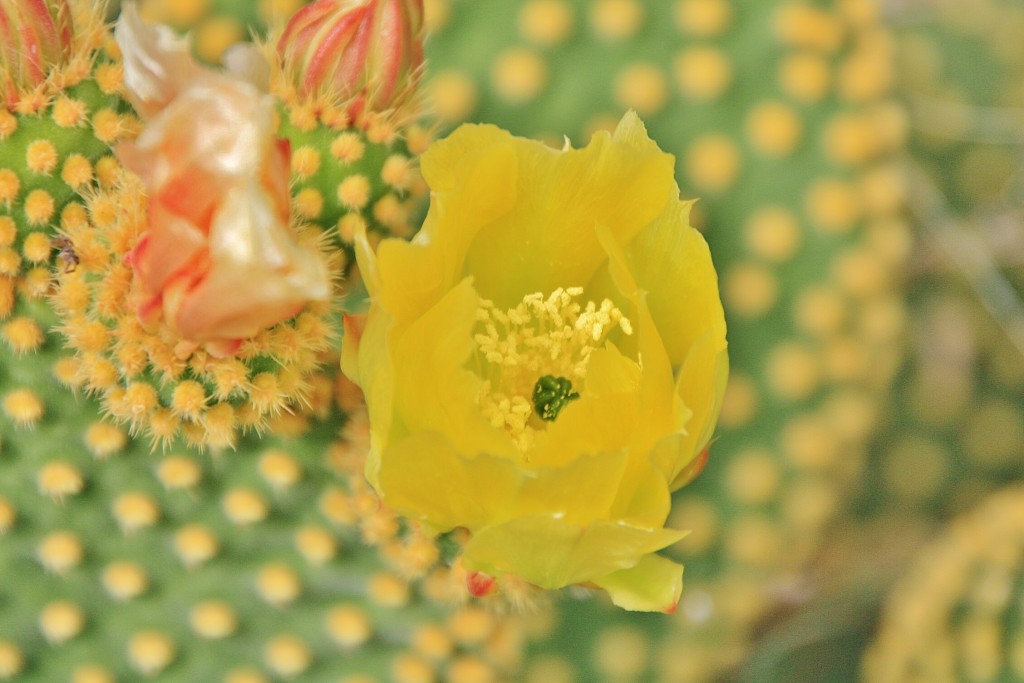 Foto: Jardín de la Marquesa - Arucas (Gran Canaria) (Las Palmas), España