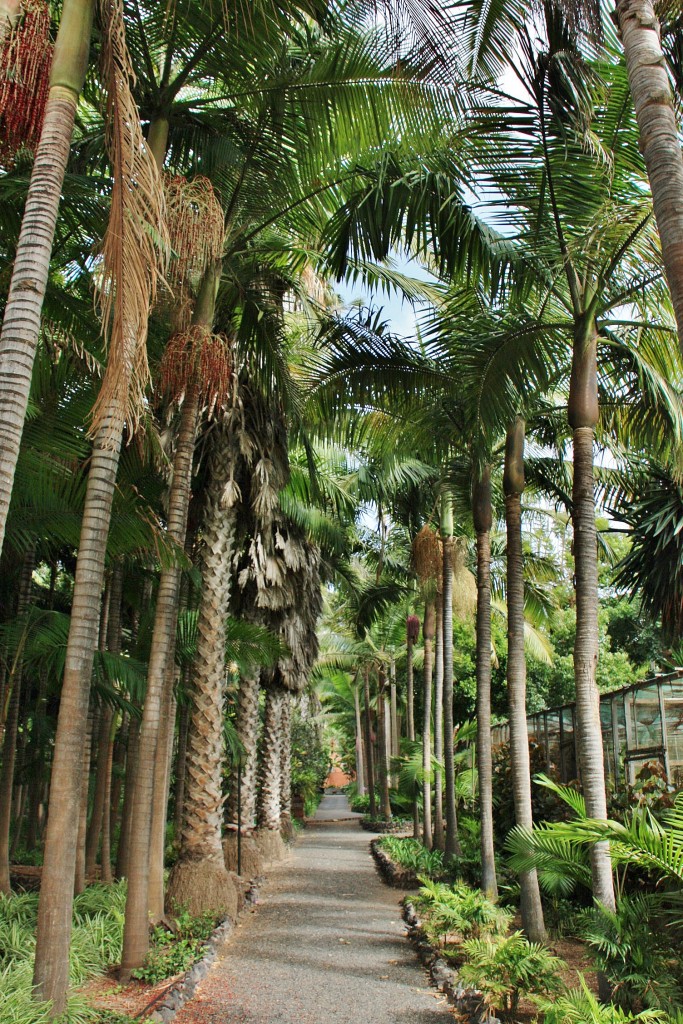 Foto: Jardín de la Marquesa - Arucas (Gran Canaria) (Las Palmas), España