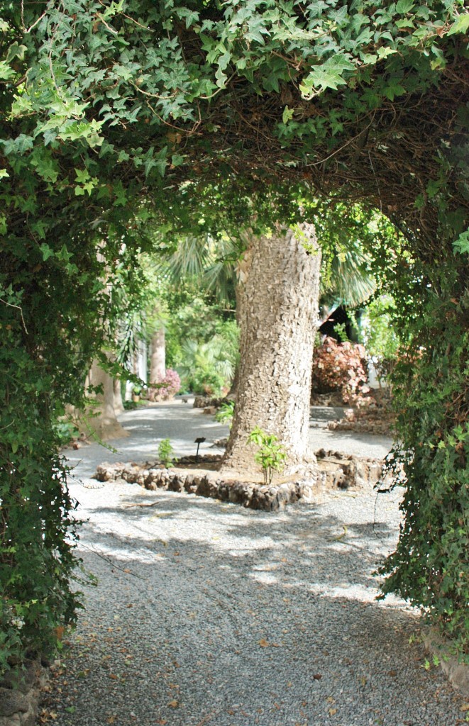 Foto: Jardín de la Marquesa - Arucas (Gran Canaria) (Las Palmas), España