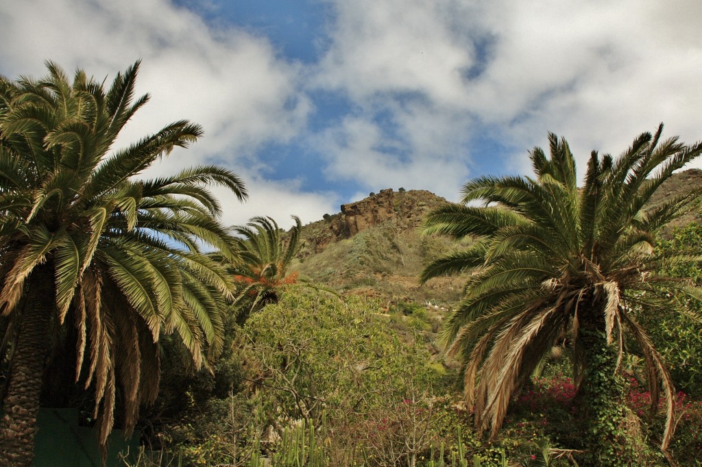 Foto: Jardín botánico Viera y Clavijo - Tafira Alta (Gran Canaria) (Las Palmas), España