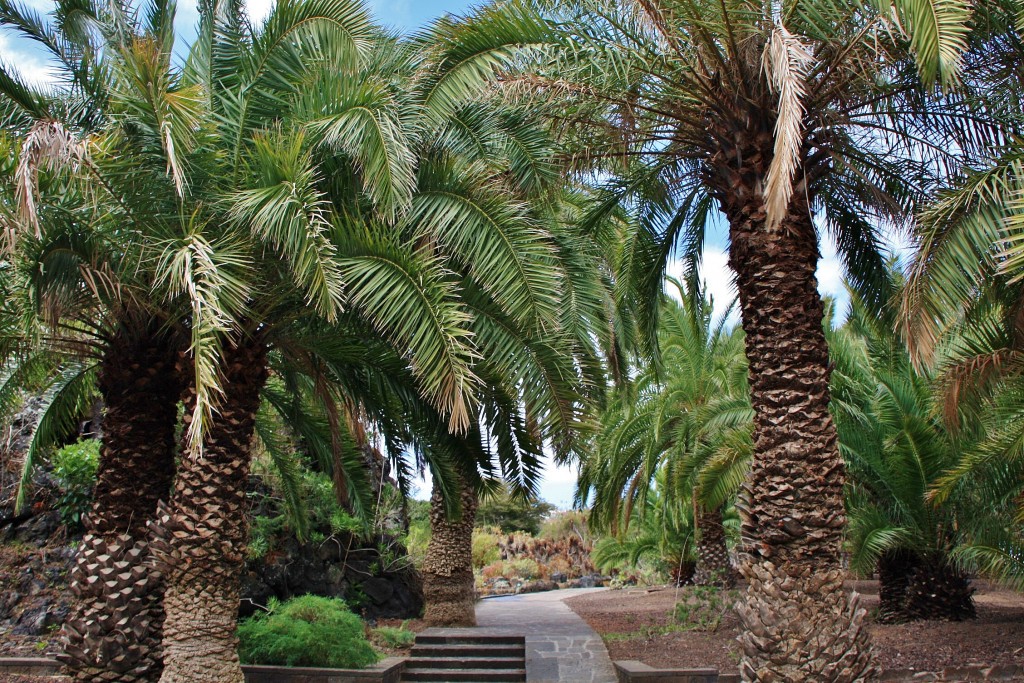 Foto: Jardín botánico Viera y Clavijo - Tafira Alta (Gran Canaria) (Las Palmas), España