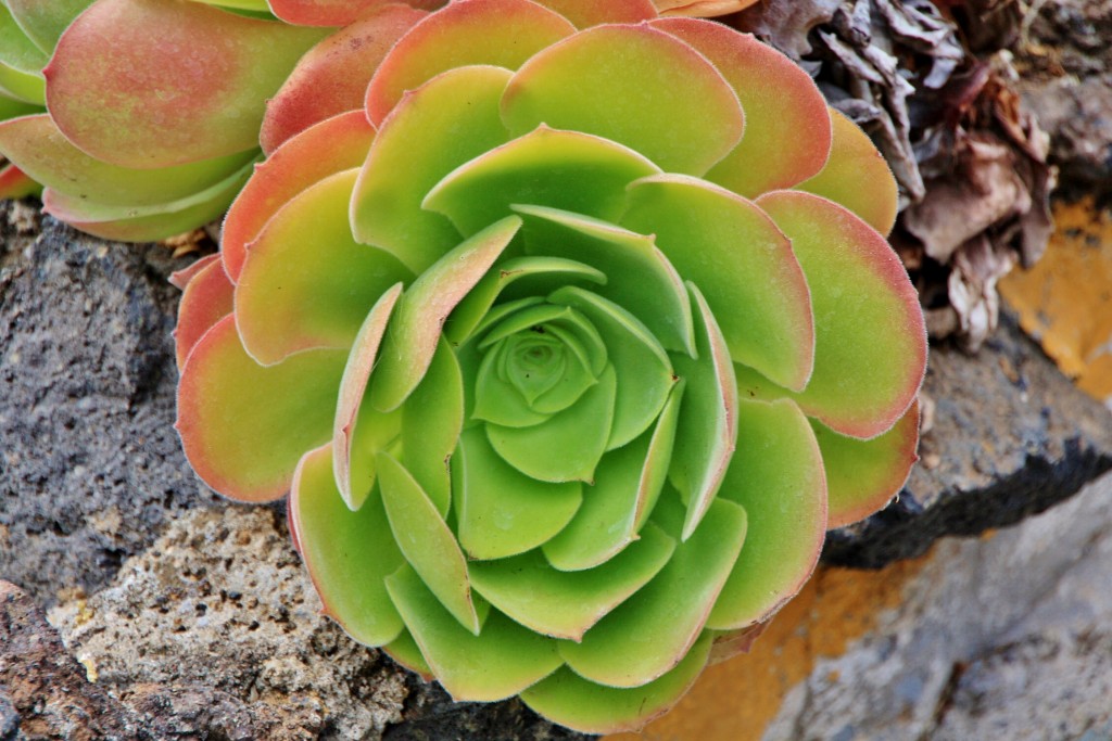 Foto: Jardín botánico Viera y Clavijo - Tafira Alta (Gran Canaria) (Las Palmas), España