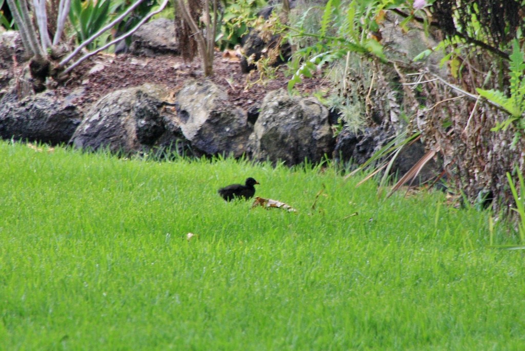 Foto: Jardín botánico Viera y Clavijo - Tafira Alta (Gran Canaria) (Las Palmas), España