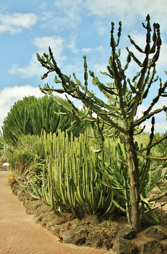 Foto: Jardín botánico Viera y Clavijo - Tafira Alta (Gran Canaria) (Las Palmas), España