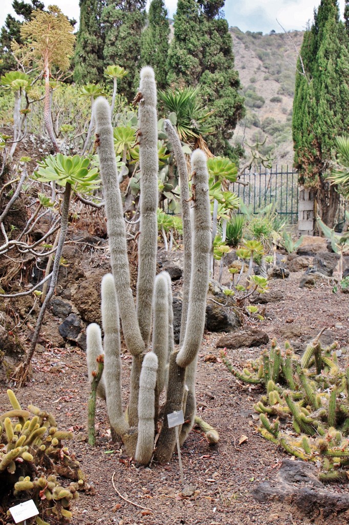 Foto: Jardín botánico Viera y Clavijo - Tafira Alta (Gran Canaria) (Las Palmas), España