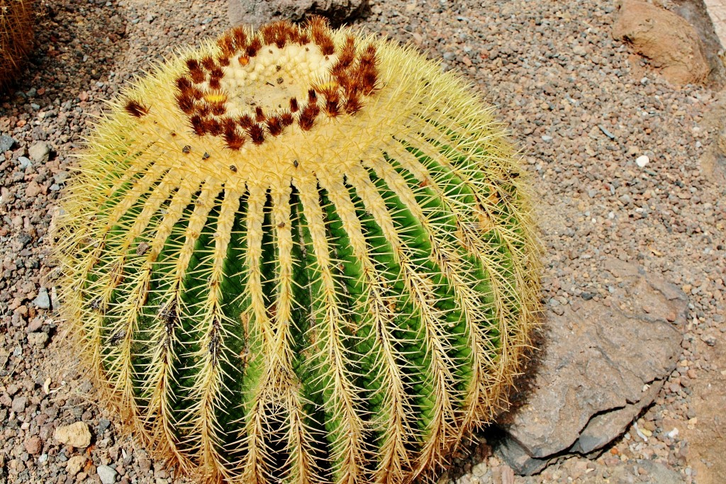 Foto: Jardín botánico Viera y Clavijo - Tafira Alta (Gran Canaria) (Las Palmas), España
