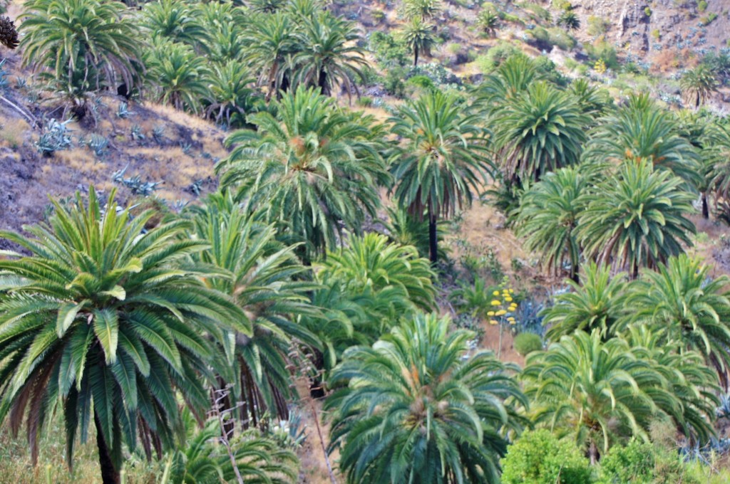 Foto: Paisaje - Masca (Santa Cruz de Tenerife), España