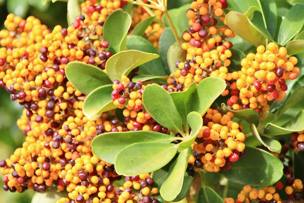 Foto: Flor - Masca (Santa Cruz de Tenerife), España