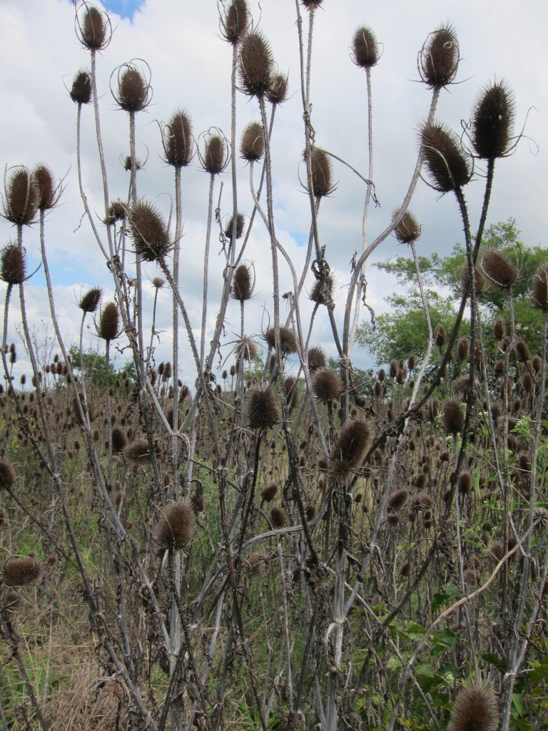 Foto: Museo Histórico Provincial Guillermo Enrique Hudson y Parque Ecológico Cultural. - Hudson (Buenos Aires), Argentina