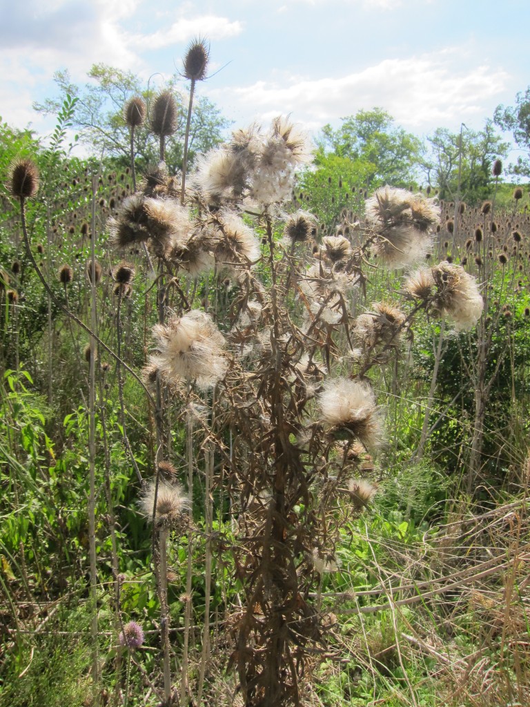 Foto Museo Histórico Provincial Guillermo Enrique Hudson y Parque