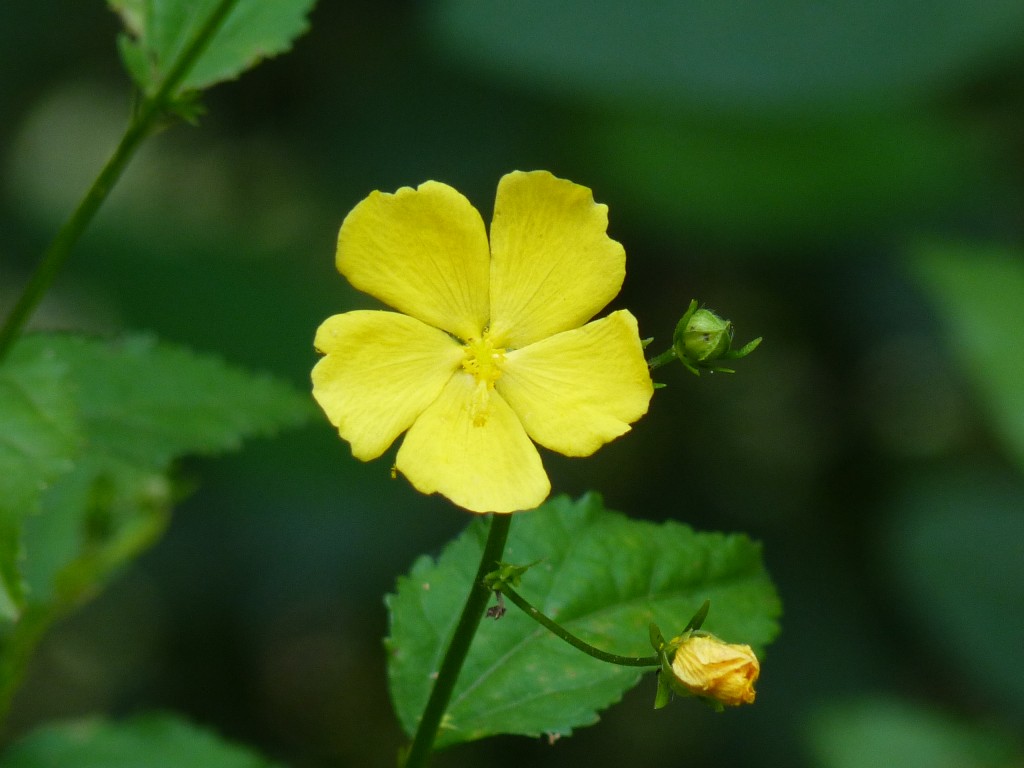 Foto: Museo Histórico Provincial Guillermo Enrique Hudson y Parque Ecológico Cultural. - Hudson (Buenos Aires), Argentina