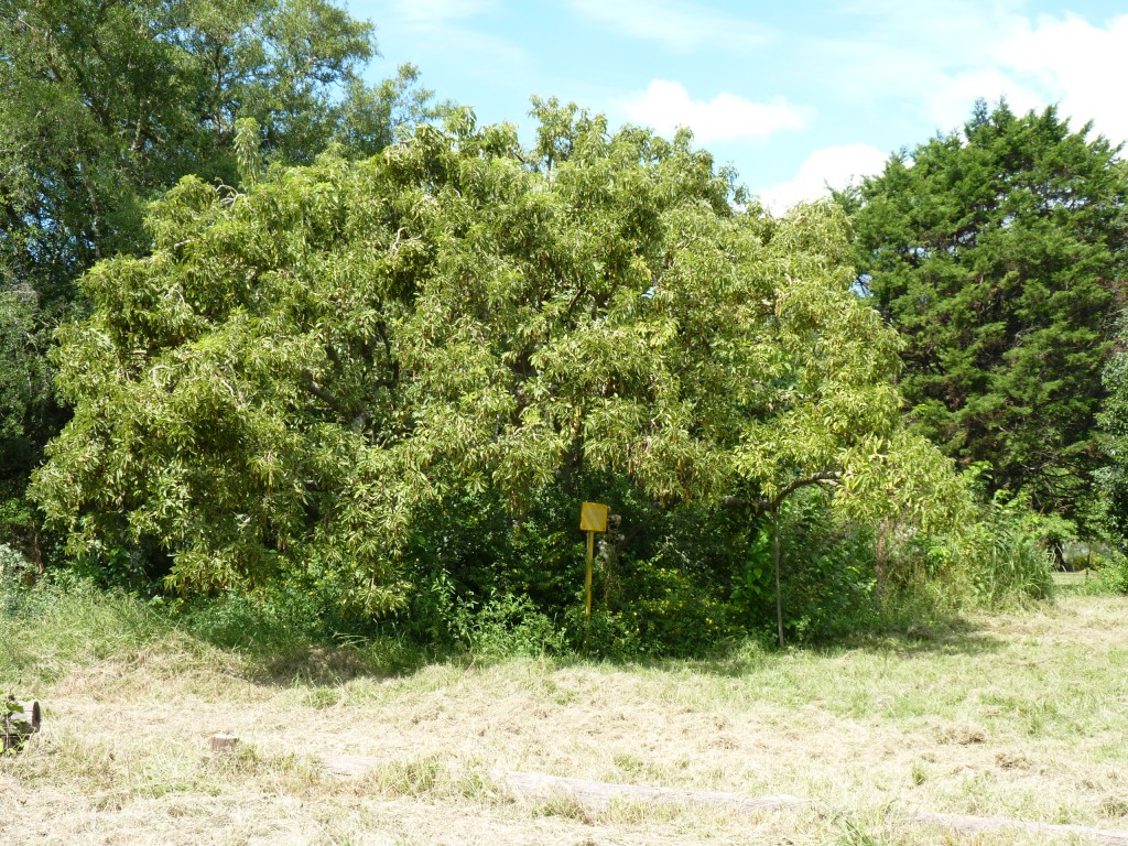 Foto: Reserva ecológica Guillermo Hudson. - Hudson (Buenos Aires), Argentina