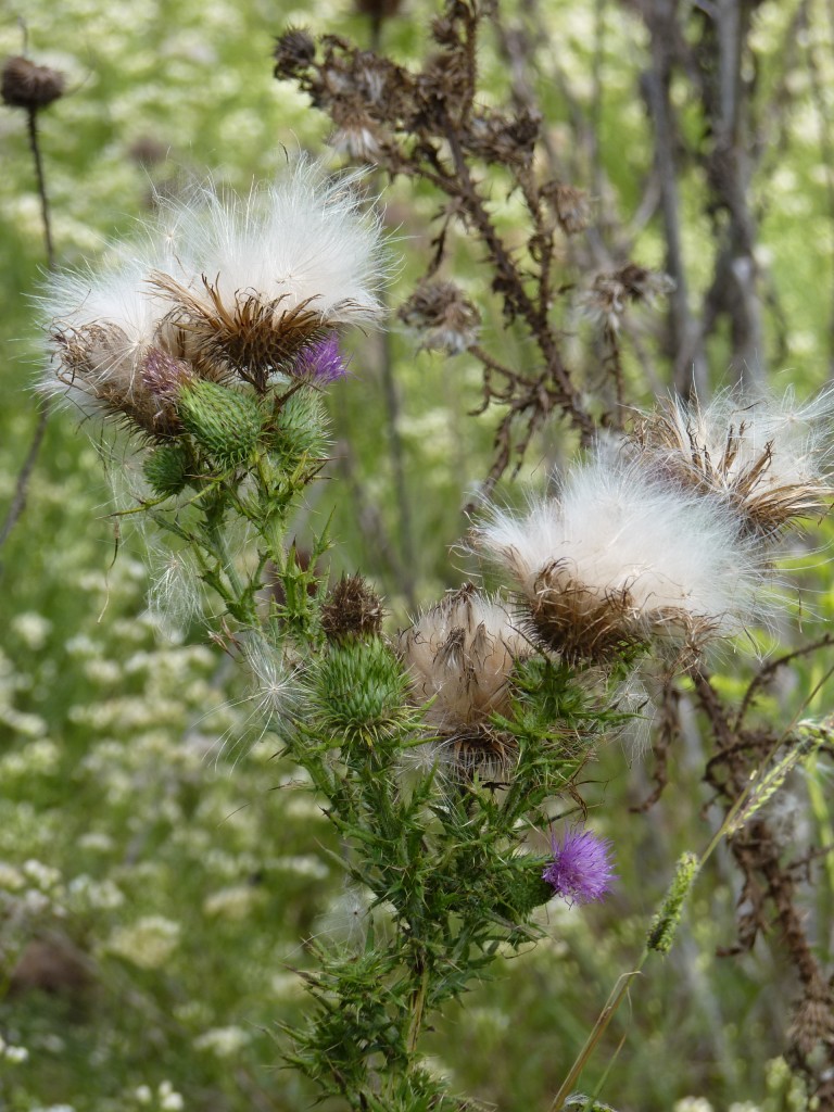 Foto: Museo Histórico Provincial Guillermo Enrique Hudson y Parque Ecológico Cultural. - Hudson (Buenos Aires), Argentina
