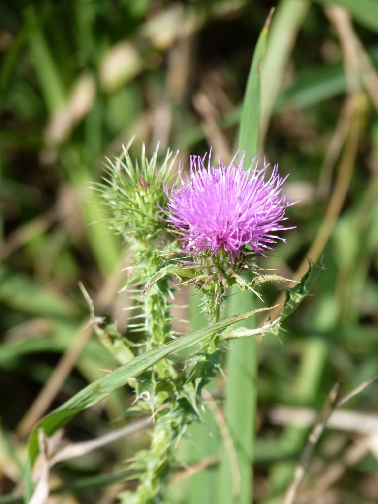 Foto: Museo Histórico Provincial Guillermo Enrique Hudson y Parque Ecológico Cultural. - Hudson (Buenos Aires), Argentina