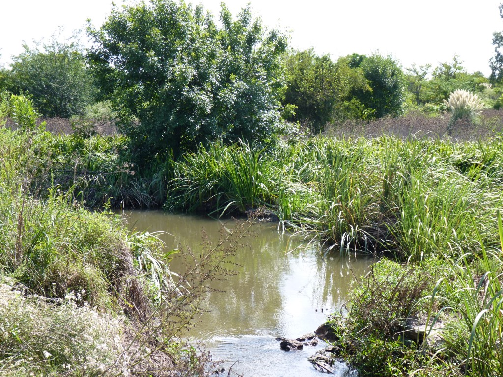 Foto: Reserva ecológica Guillermo Hudson. - Hudson (Buenos Aires), Argentina