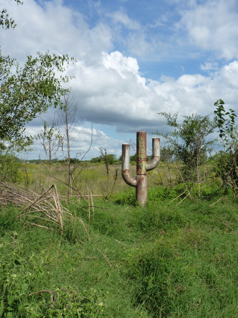 Foto: Reserva ecológica Guillermo Hudson. - Hudson (Buenos Aires), Argentina