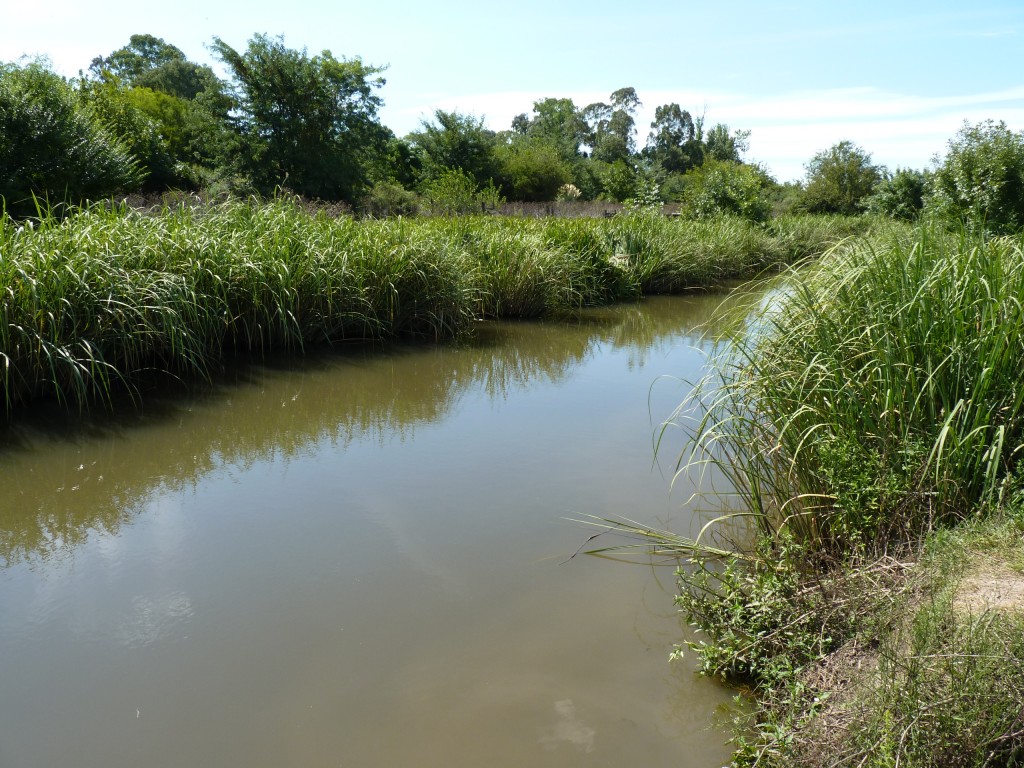 Foto: Reserva ecológica Guillermo Hudson. - Hudson (Buenos Aires), Argentina