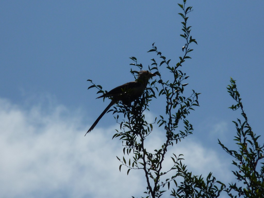 Foto: Reserva ecológica Guillermo Hudson. - Hudson (Buenos Aires), Argentina