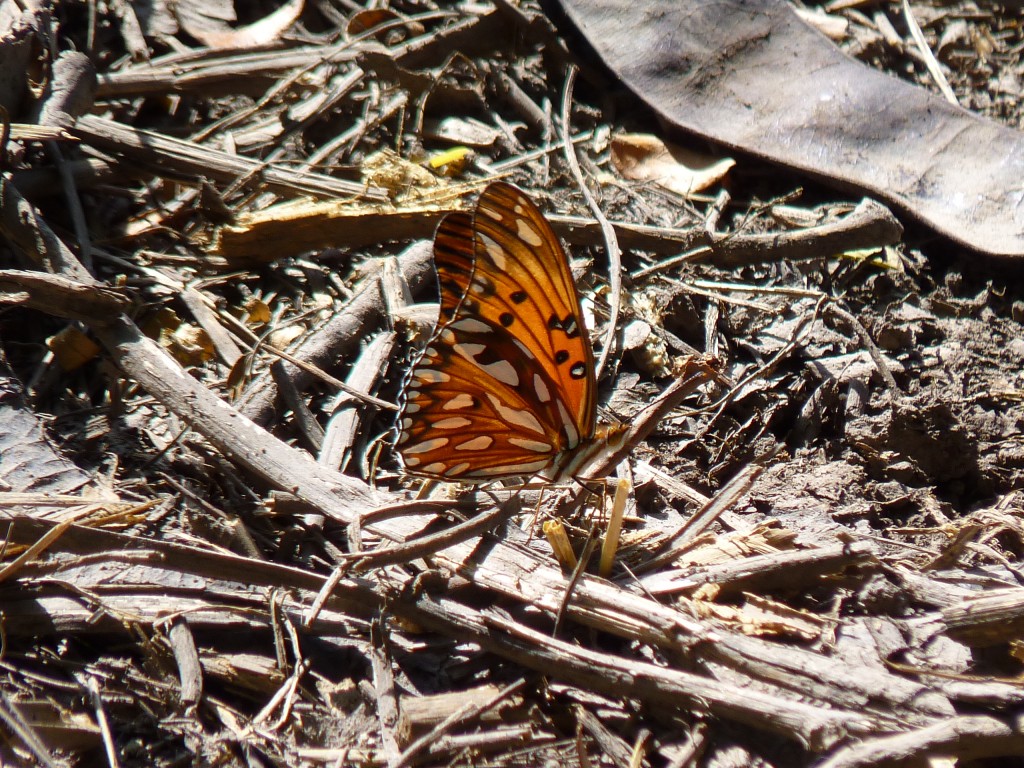 Foto: Reserva ecológica Guillermo Hudson. - Hudson (Buenos Aires), Argentina
