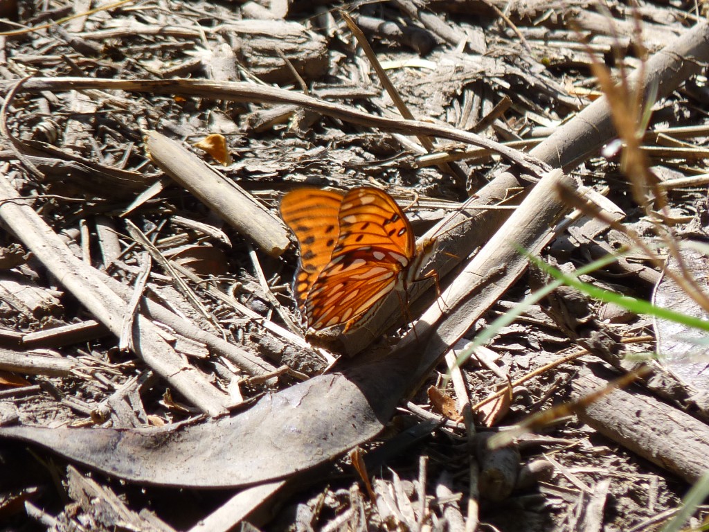 Foto: Reserva ecológica Guillermo Hudson. - Hudson (Buenos Aires), Argentina
