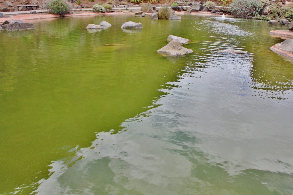 Foto: Jardín botánico Viera y Clavijo - Tafira Alta (Gran Canaria) (Las Palmas), España