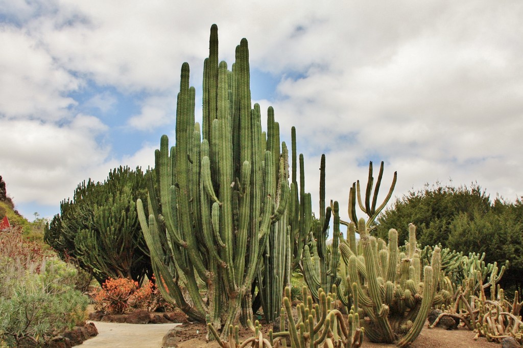 Foto: Jardín botánico Viera y Clavijo - Tafira Alta (Gran Canaria) (Las Palmas), España