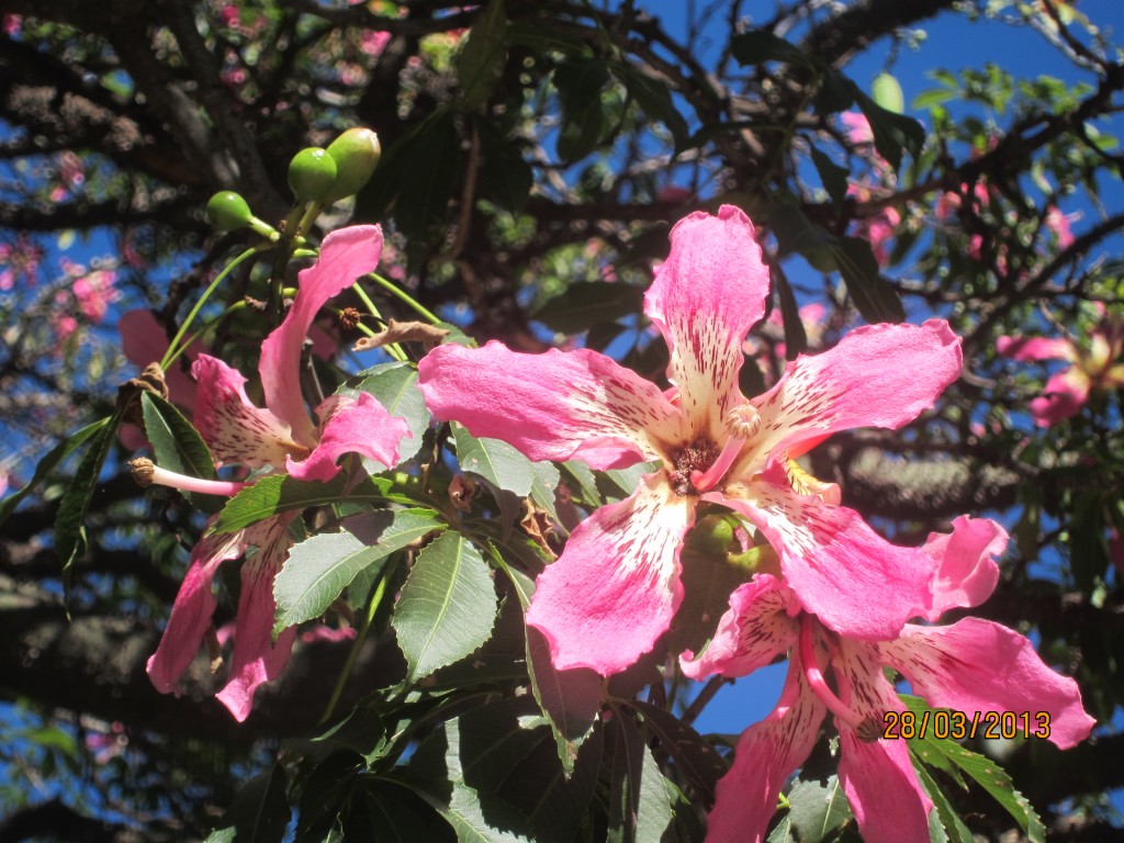 Foto: Flor de Palo Borracho rosado - Ciudad Autónoma de Buenos Aires (Buenos Aires), Argentina