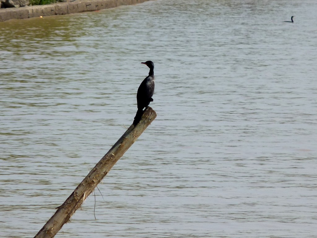 Foto: Balneario de San Fernando - Tigre (Buenos Aires), Argentina