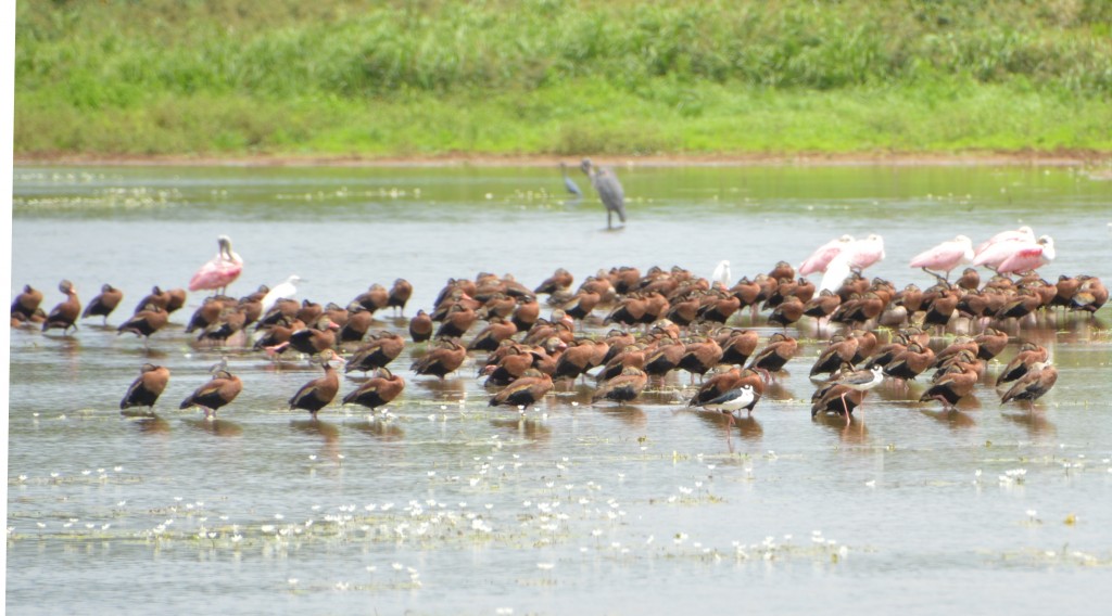 Foto de Caño Negro (Alajuela), Costa Rica