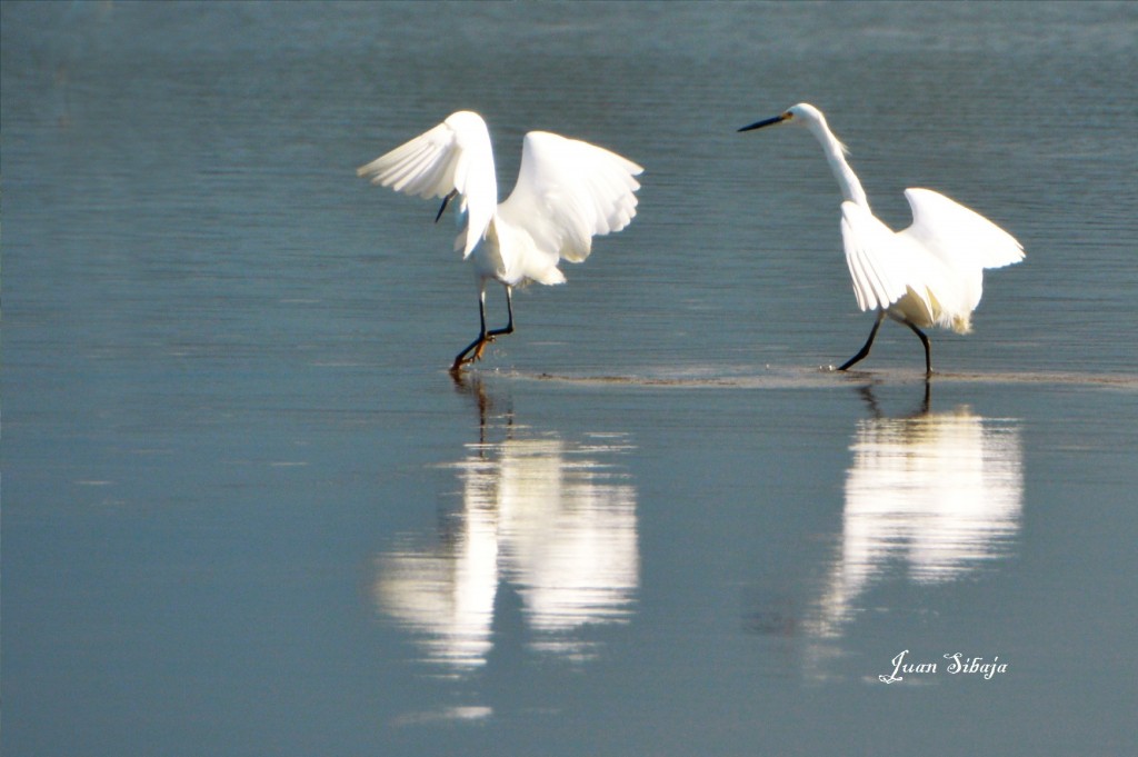 Foto de Caño Negro (Alajuela), Costa Rica