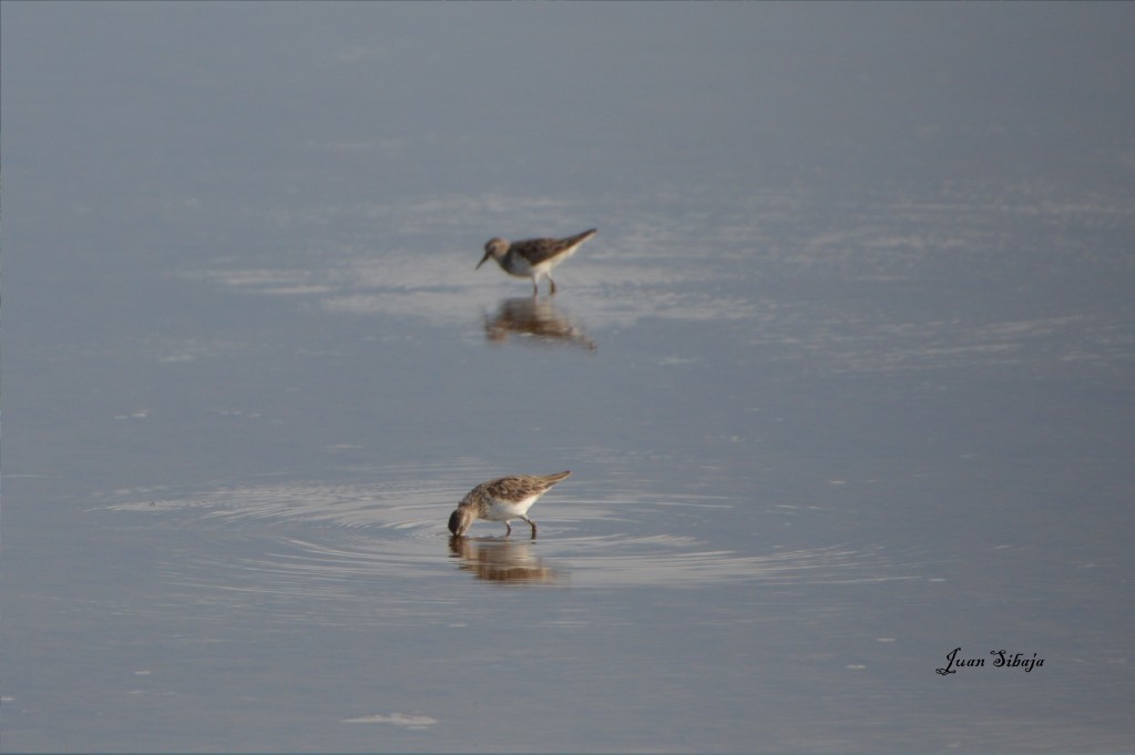 Foto de Caño Negro (Alajuela), Costa Rica