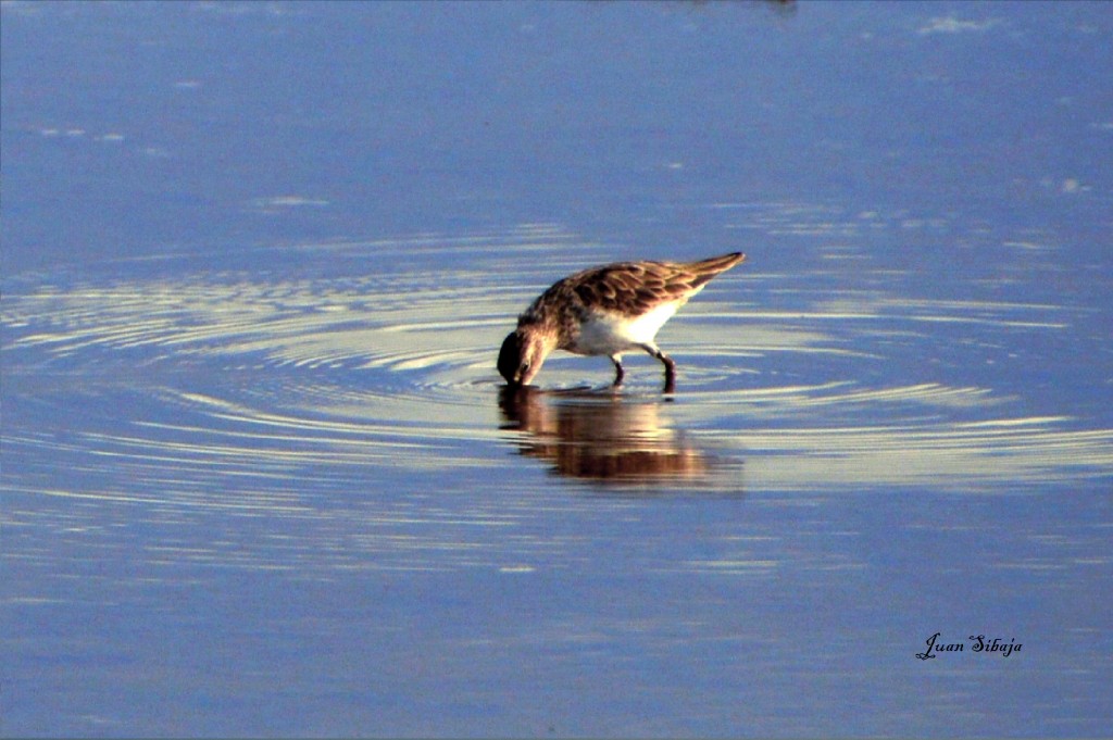 Foto de Caño Negro (Alajuela), Costa Rica