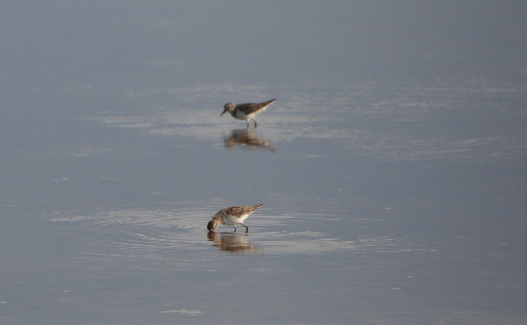 Foto de Caño Negro (Alajuela), Costa Rica