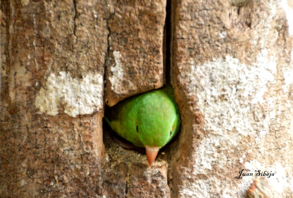 Foto de Caño Negro (Alajuela), Costa Rica