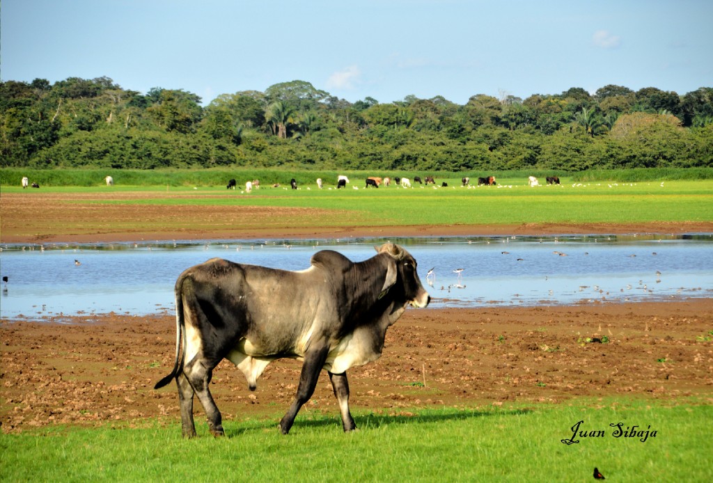 Foto de Caño Negro (Alajuela), Costa Rica