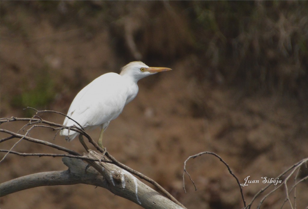 Foto de Caño Negro (Alajuela), Costa Rica
