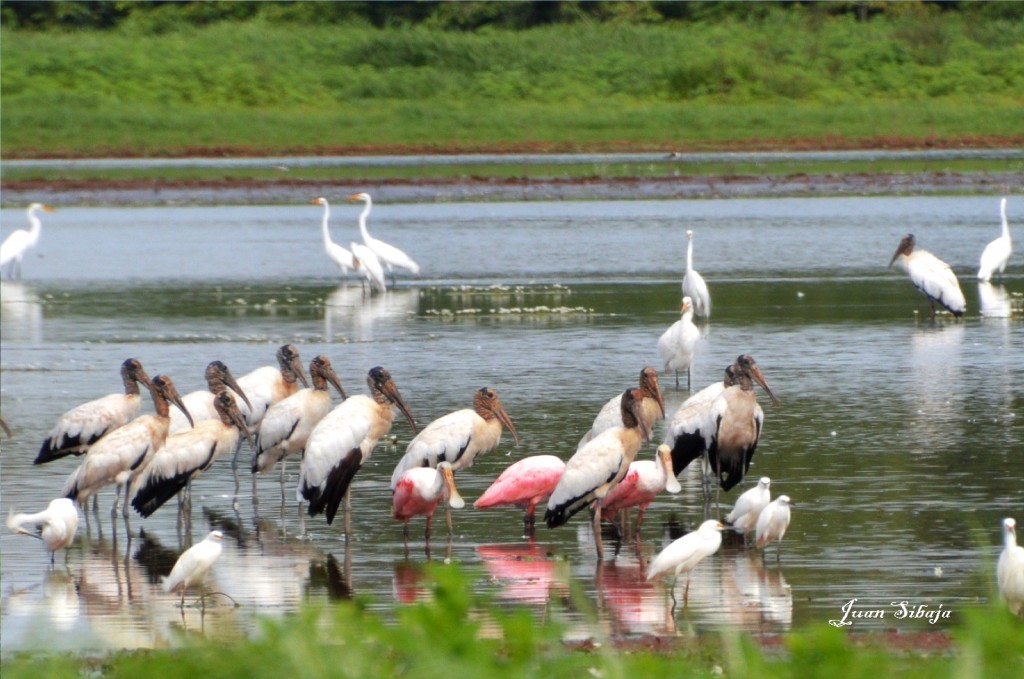 Foto de Caño Negro (Alajuela), Costa Rica