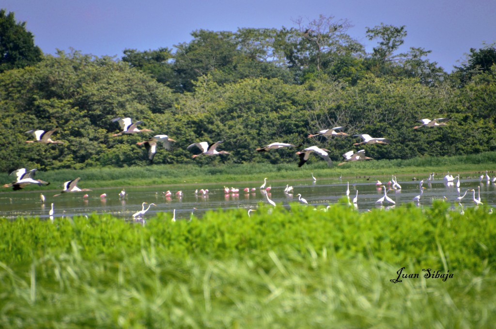 Foto de Caño Negro (Alajuela), Costa Rica