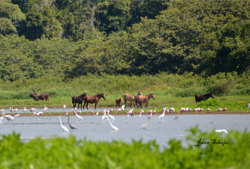 Foto de Caño Negro (Alajuela), Costa Rica