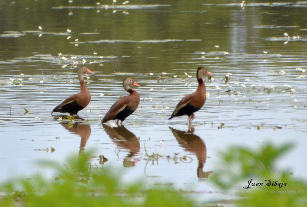 Foto de Caño Negro (Alajuela), Costa Rica