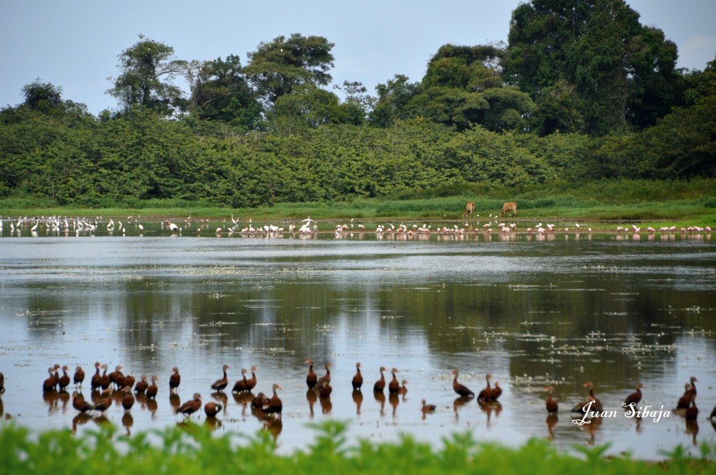 Foto de Caño Negro (Alajuela), Costa Rica