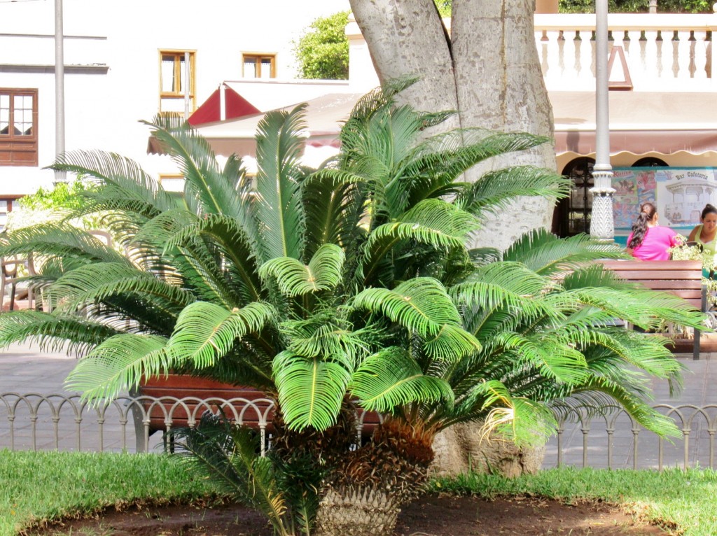 Foto: Centro histórico - Buenavista (Santa Cruz de Tenerife), España