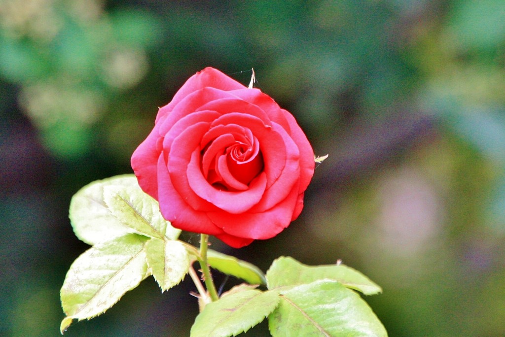 Foto: Naturaleza - La Orotava (Santa Cruz de Tenerife), España