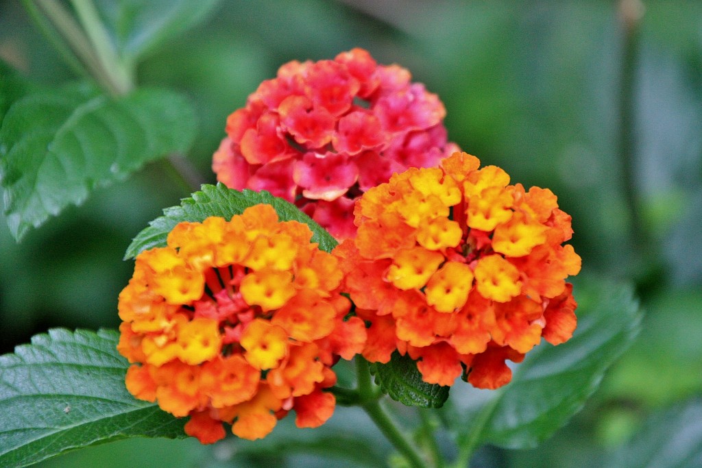 Foto: Naturaleza - La Orotava (Santa Cruz de Tenerife), España