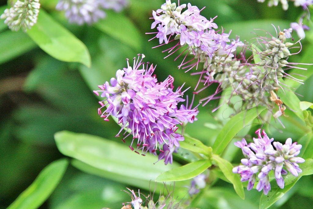 Foto: Naturaleza - La Orotava (Santa Cruz de Tenerife), España