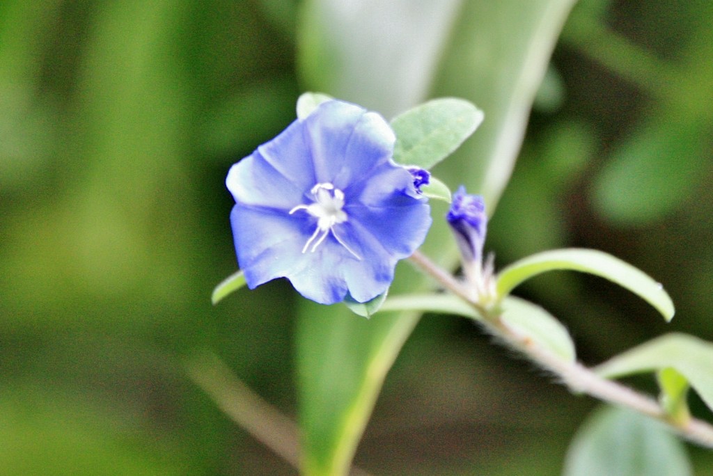 Foto: Naturaleza - La Orotava (Santa Cruz de Tenerife), España