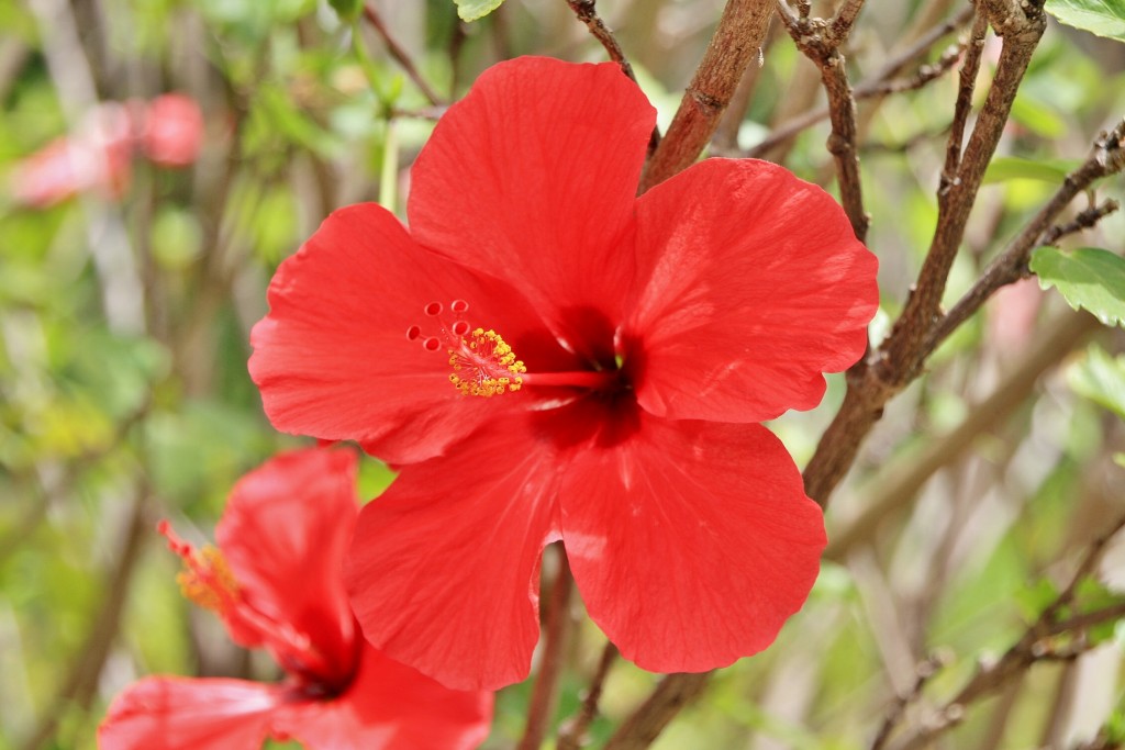 Foto: Naturaleza - La Orotava (Santa Cruz de Tenerife), España