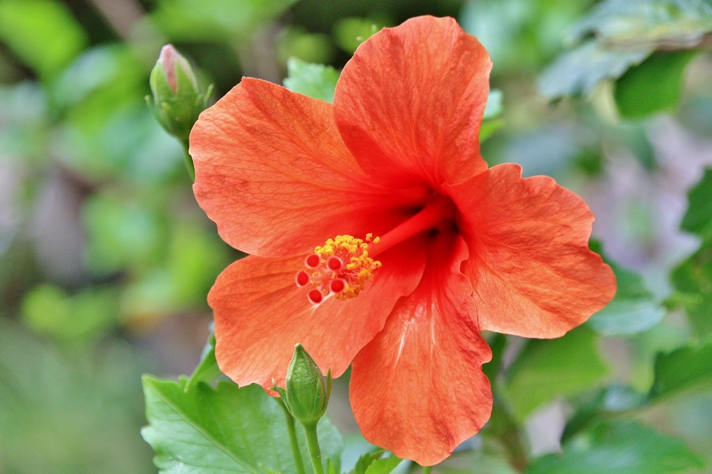 Foto: Naturaleza - La Orotava (Santa Cruz de Tenerife), España