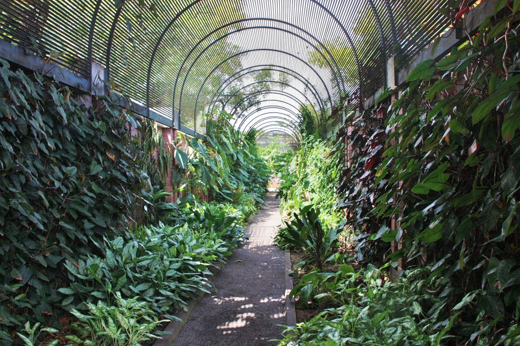 Foto: Jardin botanico - Puerto de la Cruz (Santa Cruz de Tenerife), España