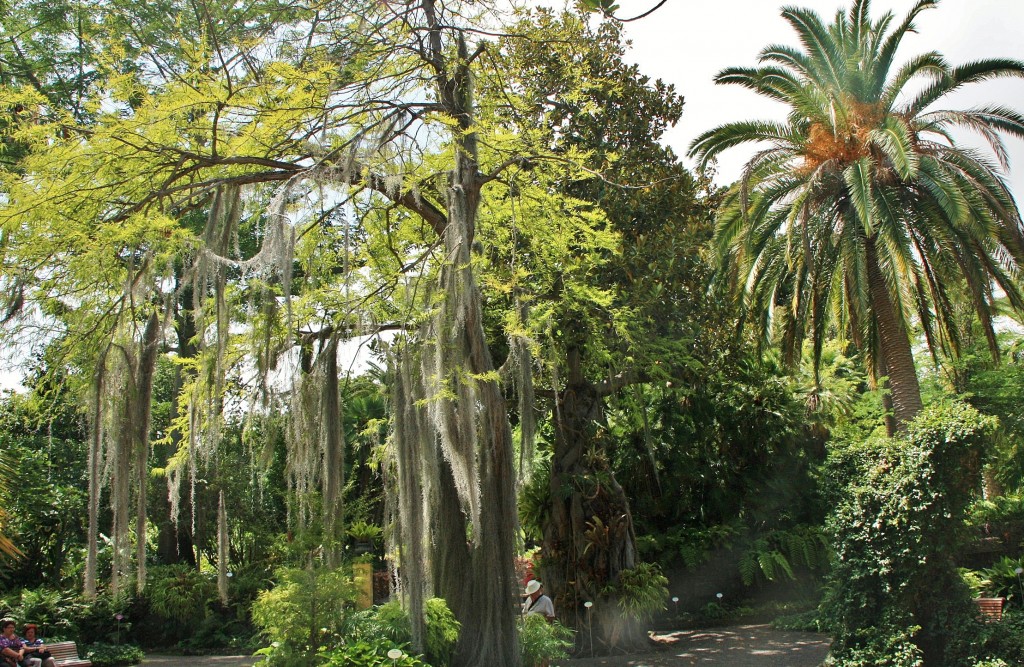 Foto: Jardin botanico - Puerto de la Cruz (Santa Cruz de Tenerife), España